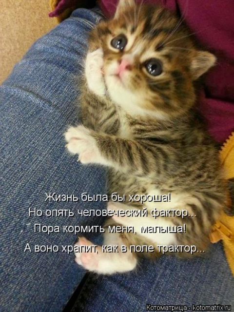 Лучшие котоматрицы недели