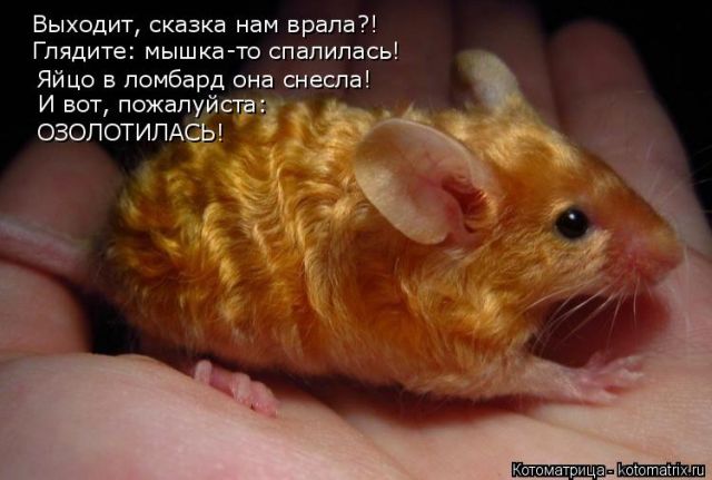 Лучшие котоматрицы недели