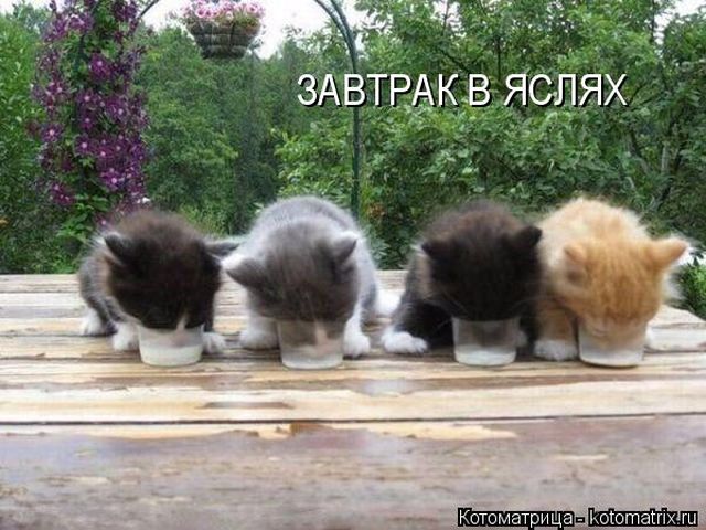 Лучшие котоматрицы недели