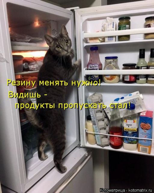 Лучшие котоматрицы недели