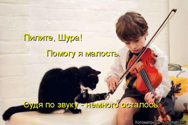 Лучшие котоматрицы недели