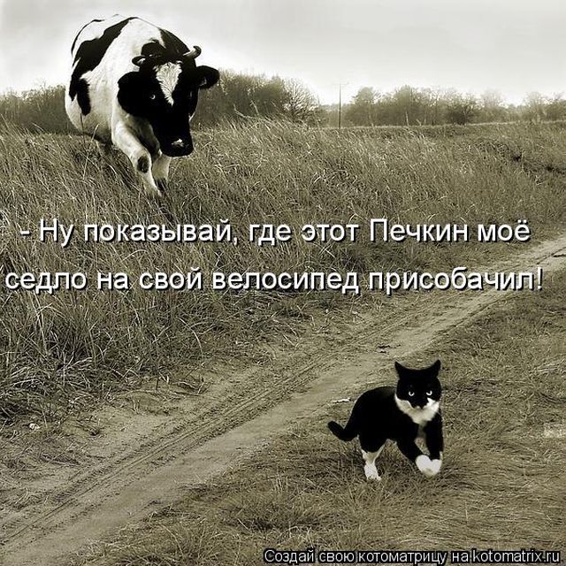 Лучшие котоматрицы недели