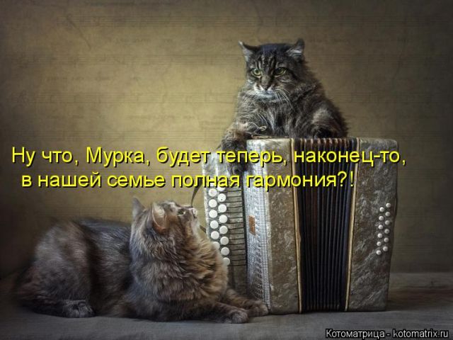 Лучшие котоматрицы недели
