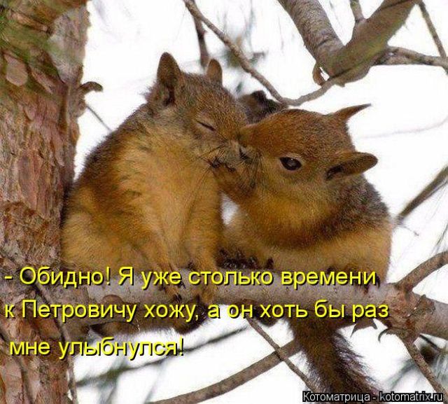Лучшие котоматрицы недели