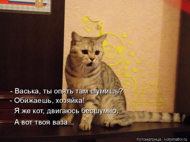 Лучшие котоматрицы недели