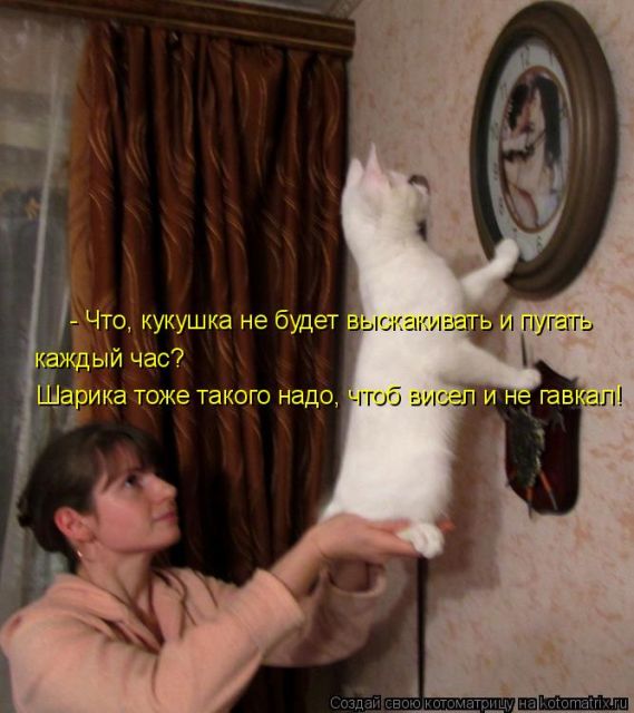 Лучшие котоматрицы недели