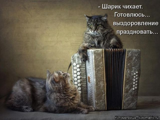 Лучшие котоматрицы недели