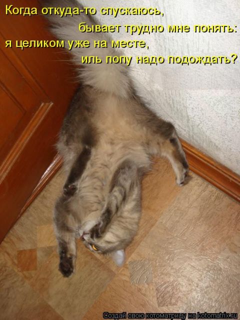 Лучшие котоматрицы недели