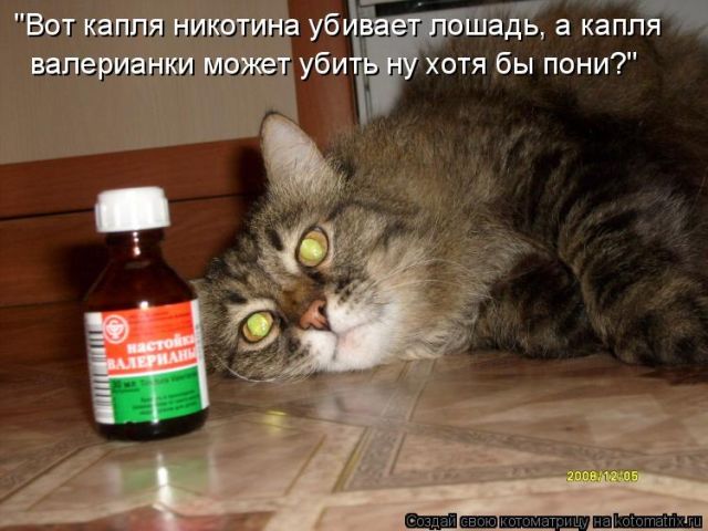 Лучшие котоматрицы недели