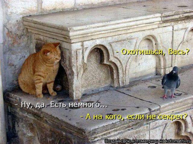 Лучшие котоматрицы недели
