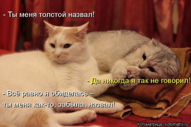 Лучшие котоматрицы недели