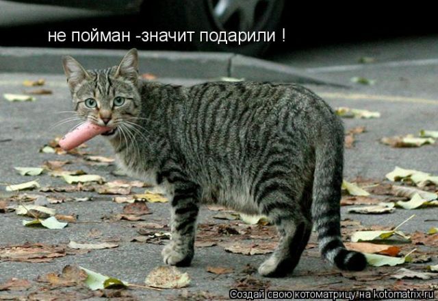 Лучшие котоматрицы недели