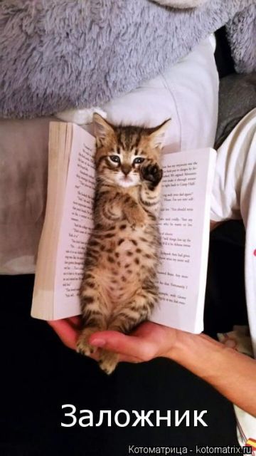 Лучшие котоматрицы недели