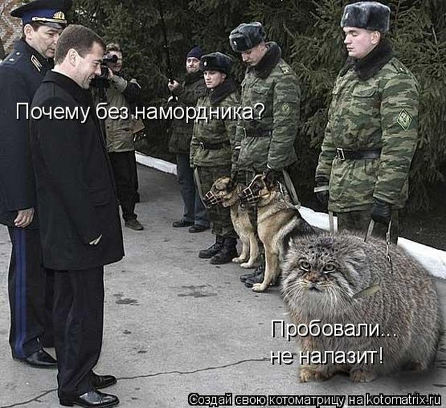 Лучшие котоматрицы недели