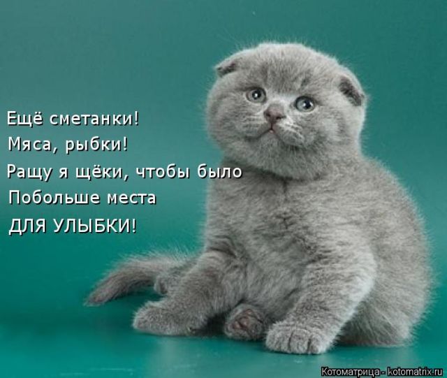 Лучшие котоматрицы недели