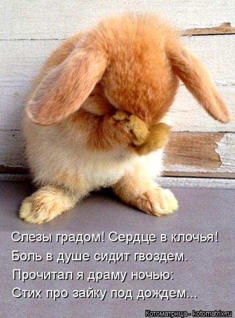Лучшие котоматрицы недели