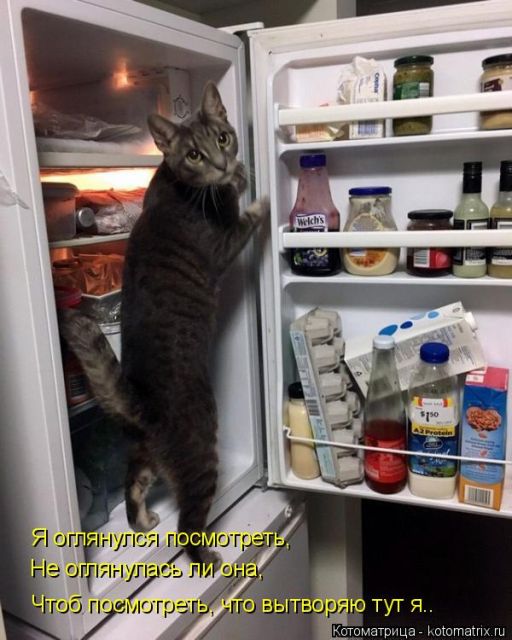 Лучшие котоматрицы недели