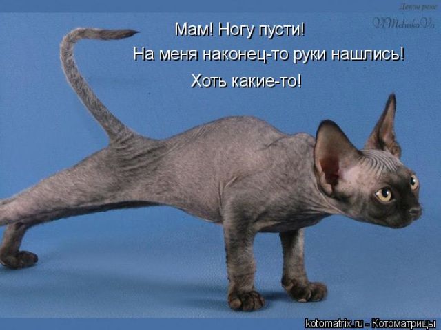 Лучшие котоматрицы недели