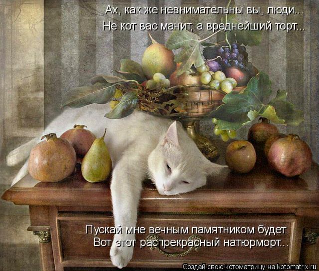 Лучшие котоматрицы недели