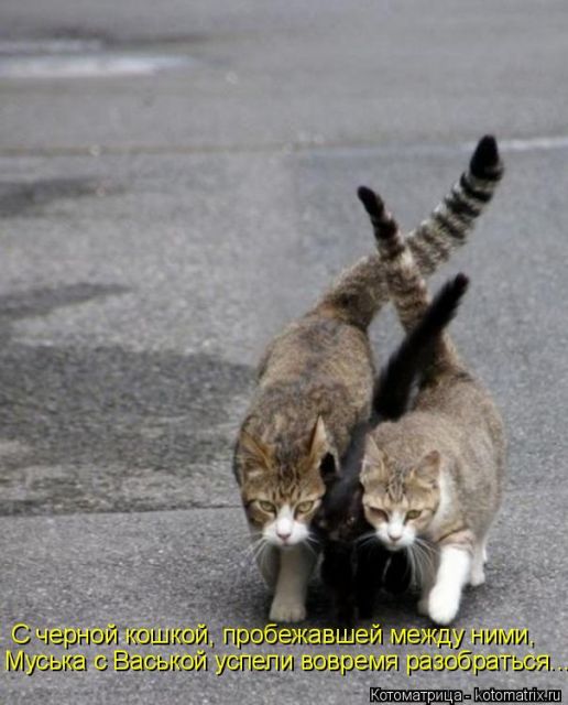 Лучшие котоматрицы недели