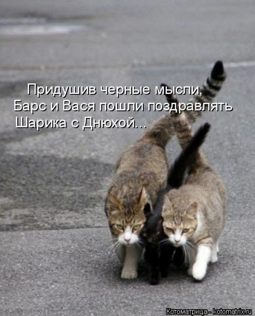 Лучшие котоматрицы недели