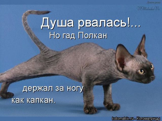 Лучшие котоматрицы недели