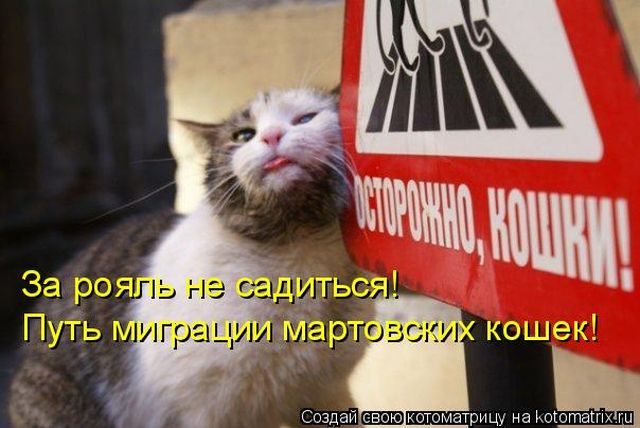 Лучшие котоматрицы недели