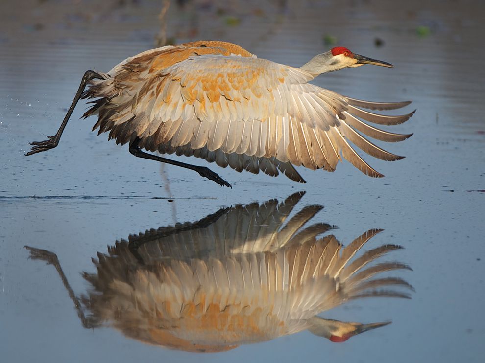 Лучшие фотографии августа 2012 от National Geographic (часть 2) Лучшие фотографии августа 2012 от National Geographic (часть 2)