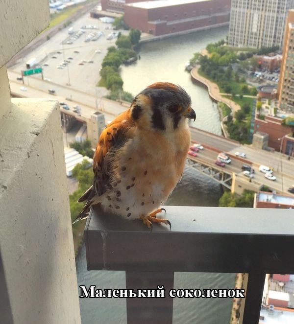 Порция картинок