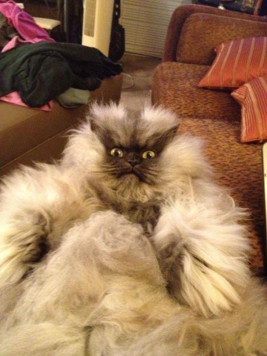 Свирепый кот Colonel (18 фото)