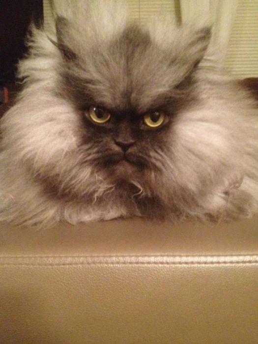 Свирепый кот Colonel (18 фото)