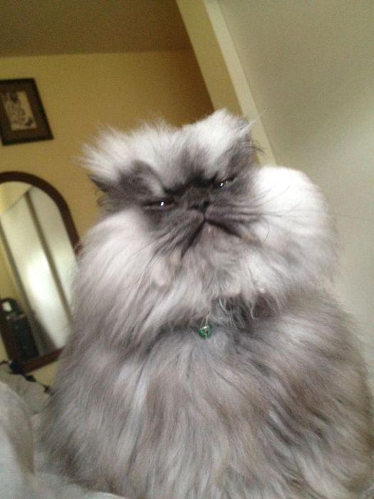 Свирепый кот Colonel (18 фото)