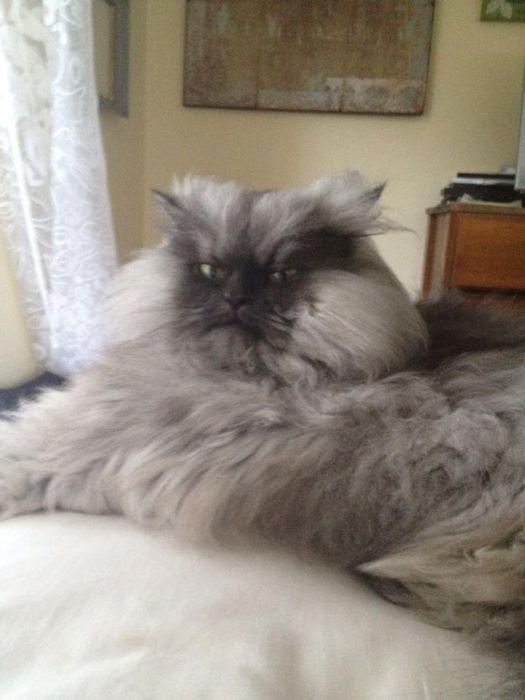 Свирепый кот Colonel (18 фото)