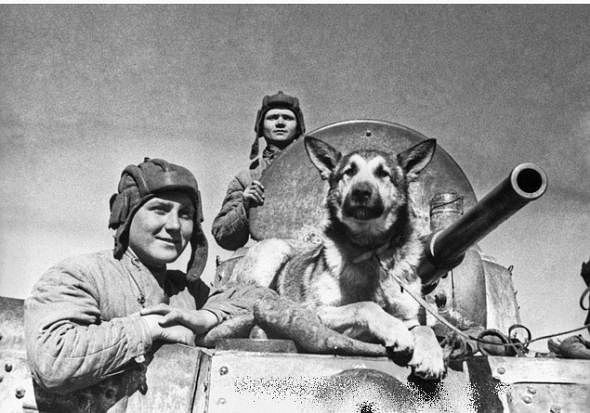 Собачья война (28 фото)