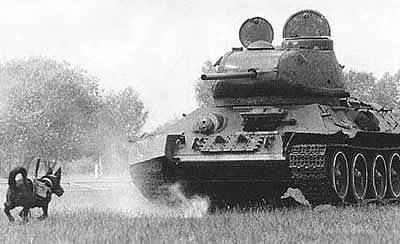 Собачья война