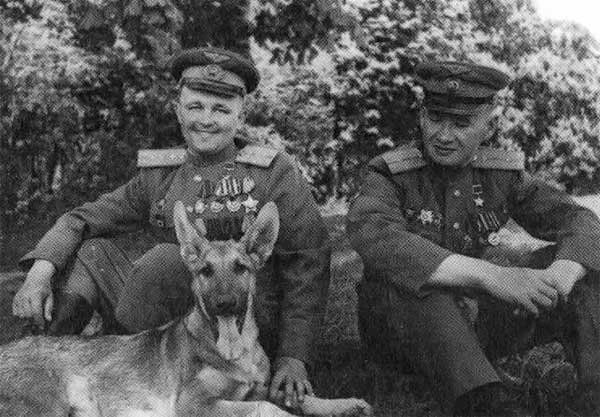 Собачья война