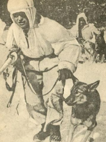 Собачья война