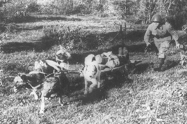 Собачья война