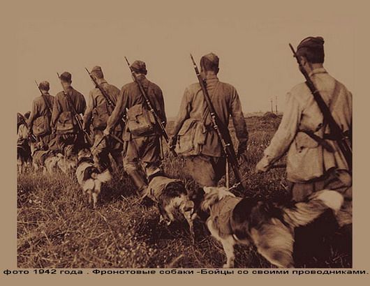 Собачья война