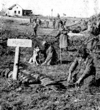 Собачья война