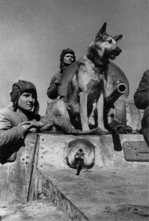 Собачья война
