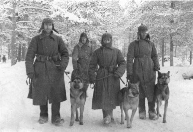 Собачья война
