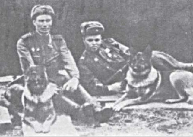 Собачья война
