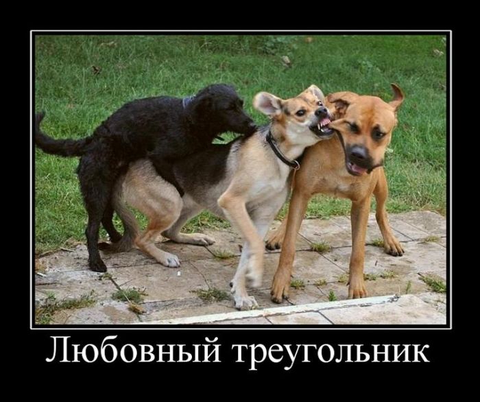 Демотиваторы