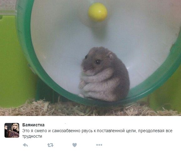 Забавные комментарии из социальных сетей