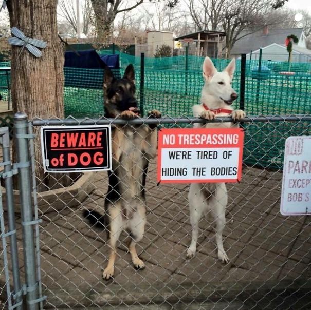 «Злые собаки», которых хочется немедленно погладить