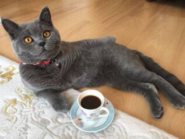 Прикольные картинки