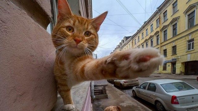 Прикольные картинки