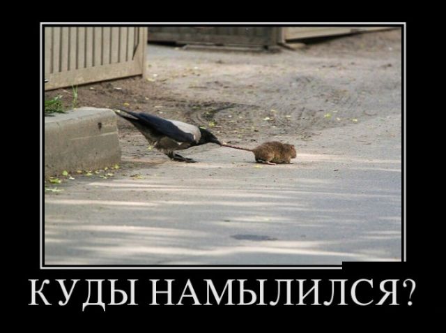 Демотиваторы