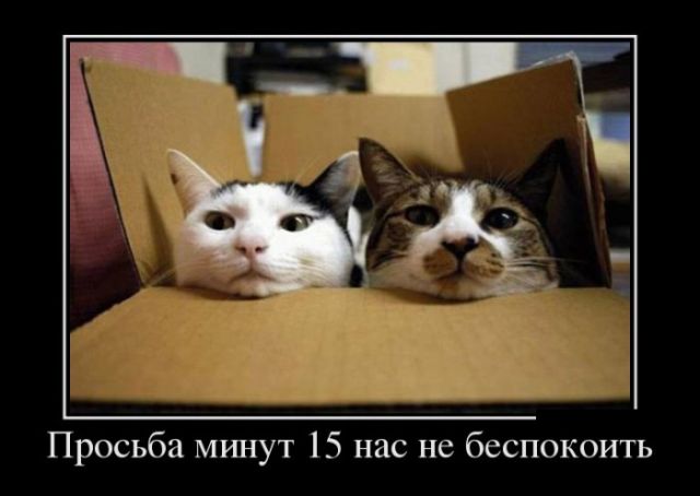 Демотиваторы